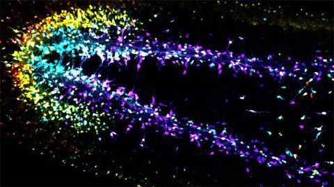 Mathematical Rules Show How Neurons Develop Into Brains
