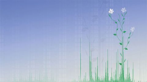 First Proteome Map of Model Plant