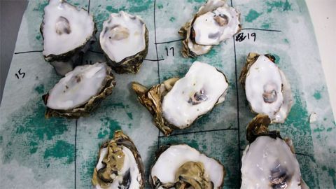 Oysters' Pearls of Wisdom to Next Generation Hindered by Ocean Acidification