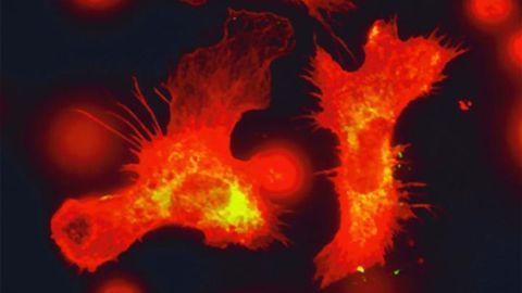 Blood Stem Cells Boost Immunity By Keeping a Record of Previous Infections