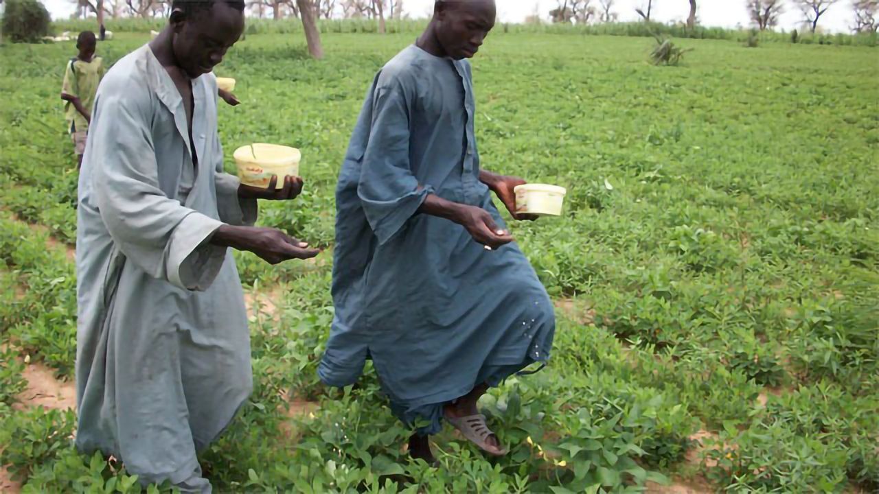 Reducing Aflatoxin Contamination of Food With Fungi