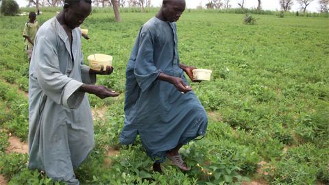 Reducing Aflatoxin Contamination of Food With Fungi