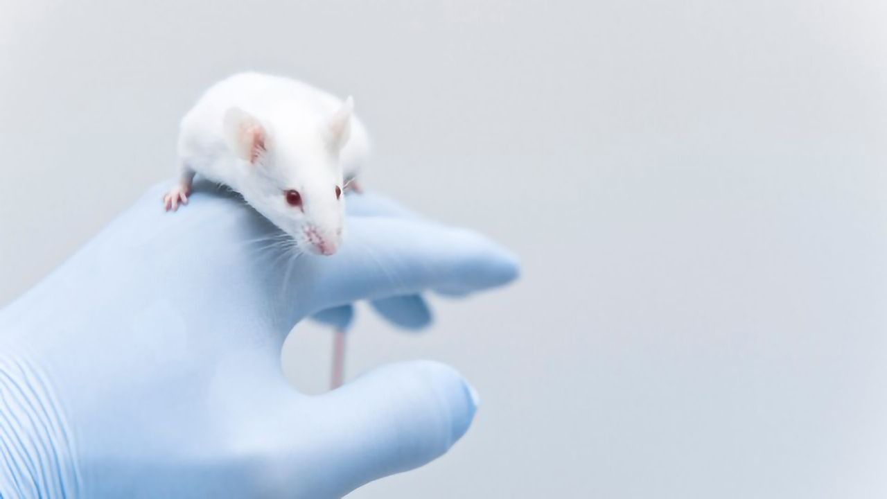 Mouse Study Targets Inflammatory Link Between Down Syndrome and Alzheimer's