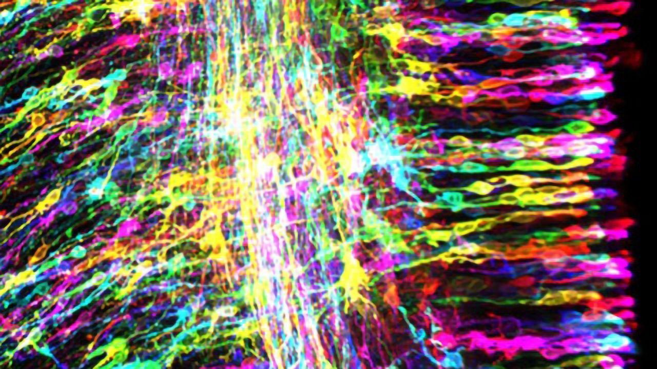Revealing Glial Stem Cells' Role in Controlling Brain Development