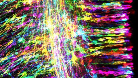 Revealing Glial Stem Cells' Role in Controlling Brain Development