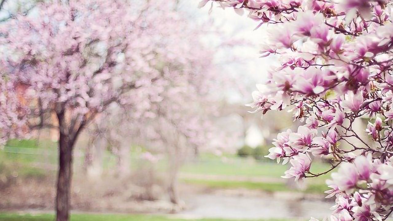 Magnolia Bark Compound Could Help Treat Drug-resistant Epilepsy