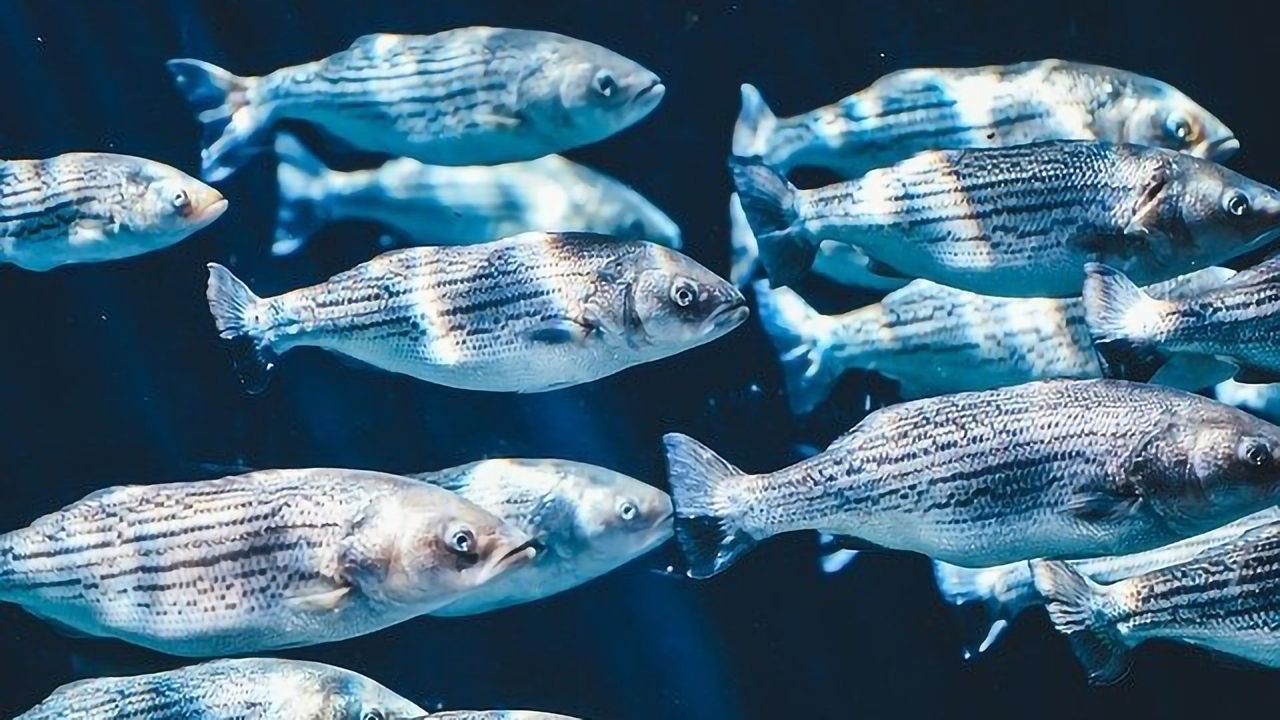 Microplastics Cause Endocrine Disruption and Respiratory Damage in Fish