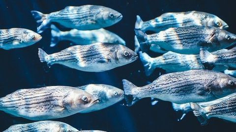 Microplastics Cause Endocrine Disruption and Respiratory Damage in Fish