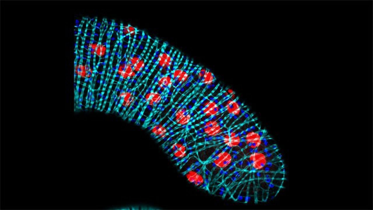 Fruit Fly Salivary Gland