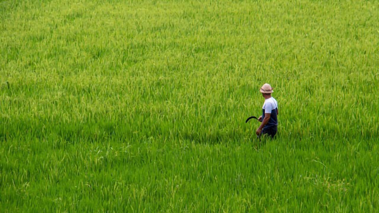 It's Prime Time for Rice and Wheat