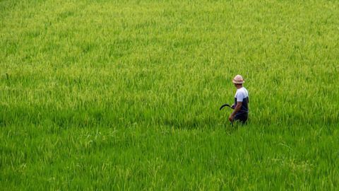 It's Prime Time for Rice and Wheat