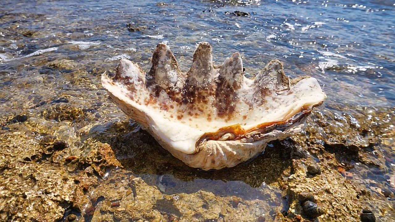 Giant Clams Log Ancient Weather Events