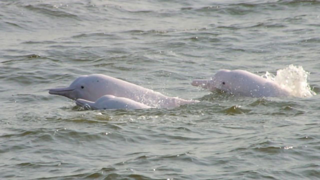 High Concentrations of Toxic Phenyltin in Chinese Porpoises