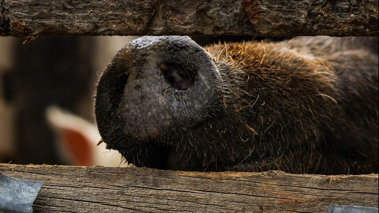 Neuromorphic Computer Chip Smells Like Mammals Do