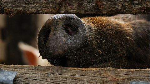 Neuromorphic Computer Chip Smells Like Mammals Do