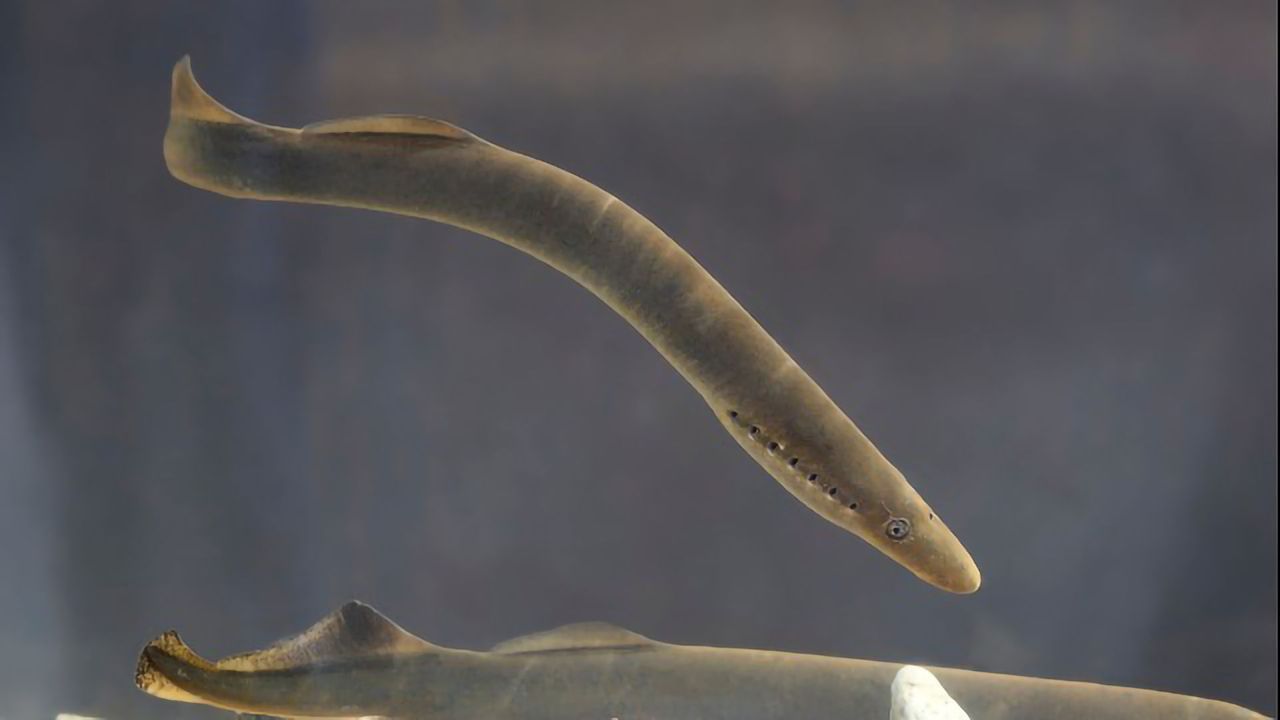 Lamprey Study Reveals the Early Evolution of the Cortex