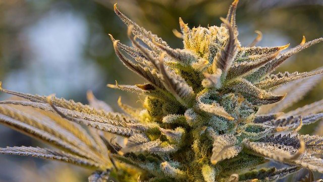 Investigating the Medical Potential of Cannabis-derived Products