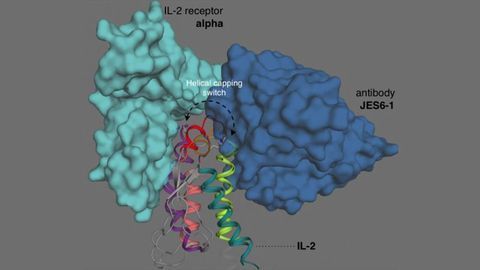 New IL-2 Insights Guide Drug Discovery Efforts