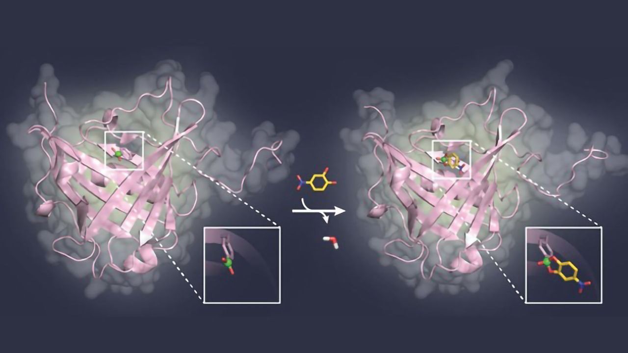 Blocking Sugar Structures on Viruses and Cancer Cells