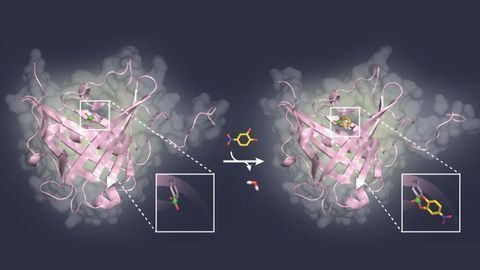 Blocking Sugar Structures on Viruses and Cancer Cells