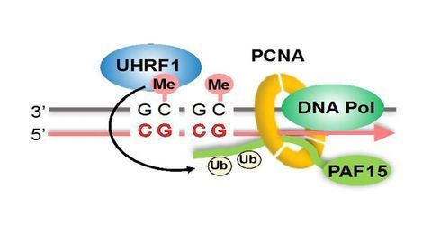 New Mechanism for Controlling DNA Methylation in Cells