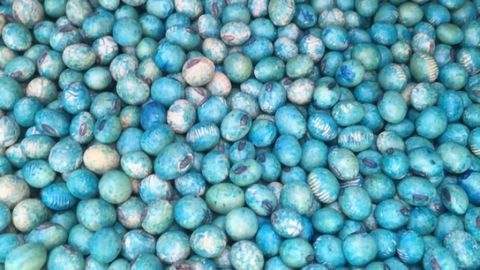 "Hidden" Pesticides on Many Seeds