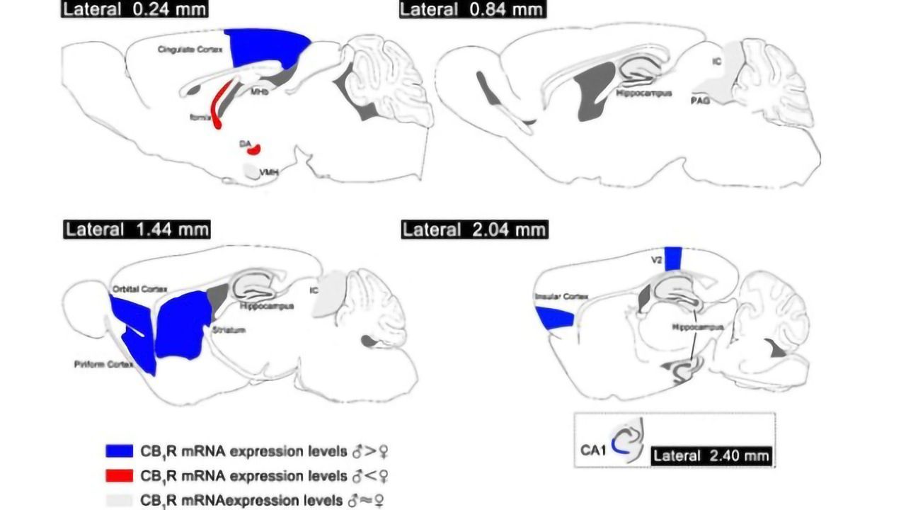 Mouse Study Shows Sexual Dimorphism in Cannabinoid Receptors