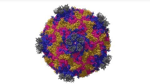 Virology Lectures 2020 #1: What Is a Virus?