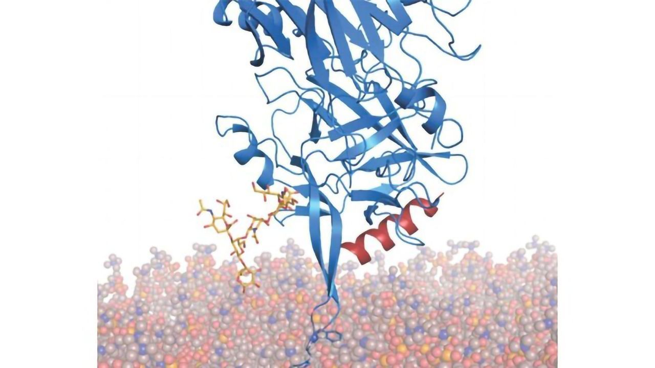 Minor Modification to Botox May Boost Binding and Improve Safety