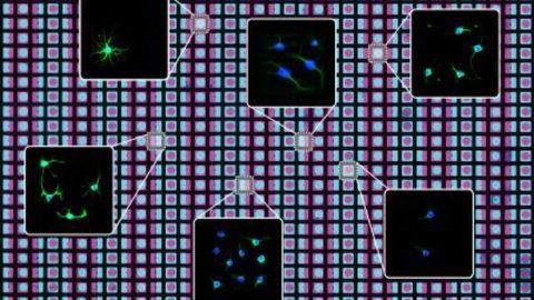 New Technique "Prints" Cells To Create Diverse Biological Environments