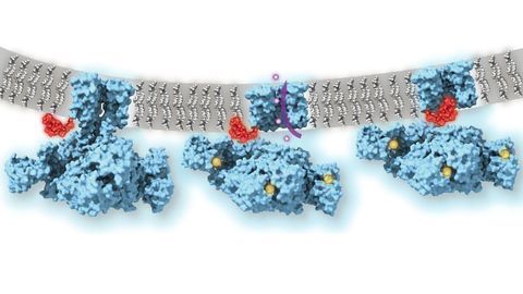 Cryo-EM Reveals Ball-and-chain Action at Ion Channels
