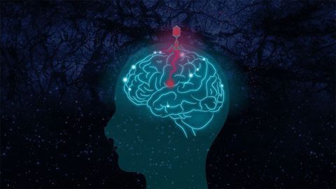 Do Infectious Organisms Play a Role in Alzheimer's?