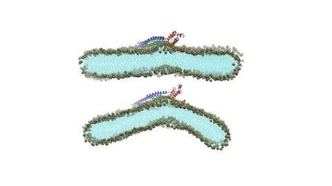 Supercomputers Figure Out How Viruses Attack Cell Membranes