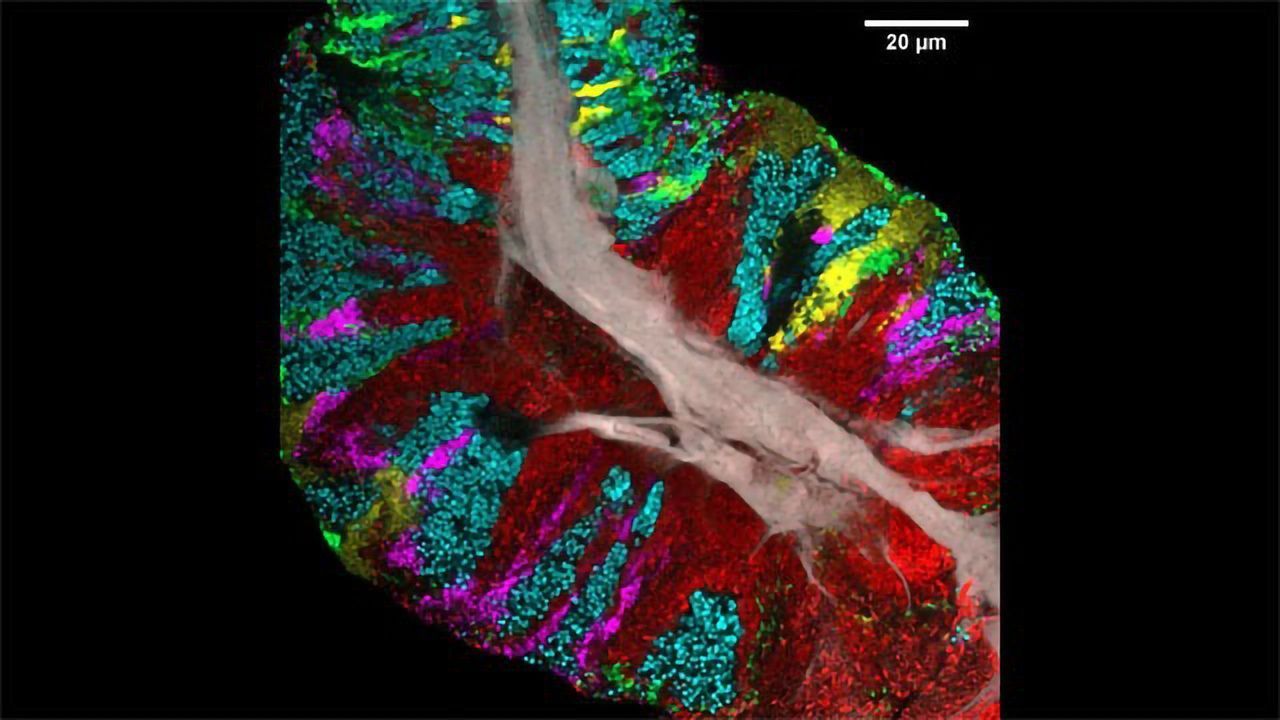 The Bacterial Communities on Your Tongue