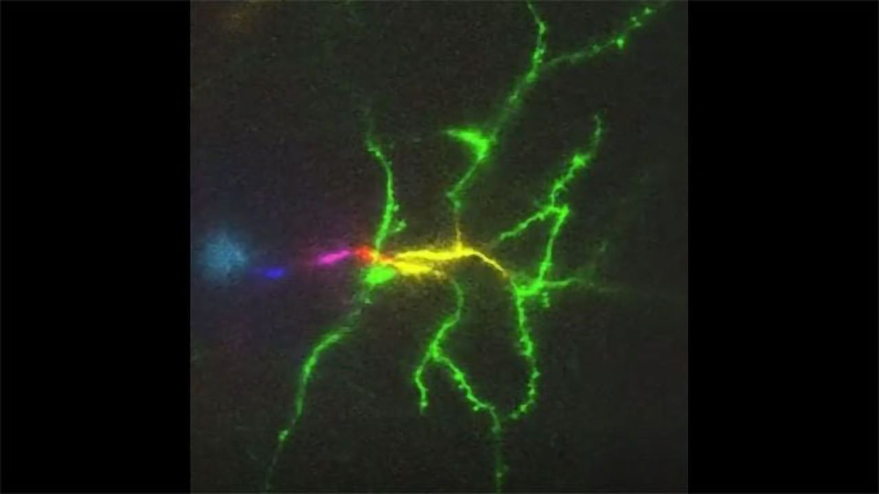Microscope Can Image a Mouse Brain 1,000 Times a Second