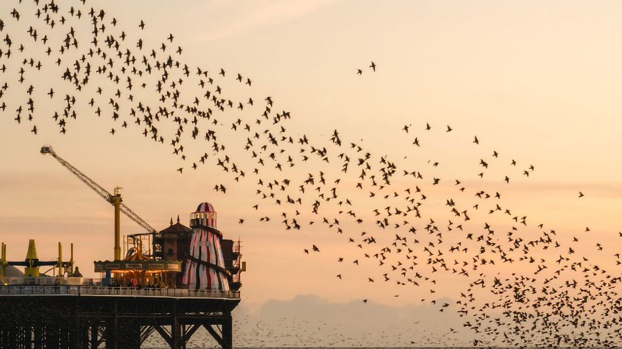 Starlings Sleep Differently During Summer and Full Moons