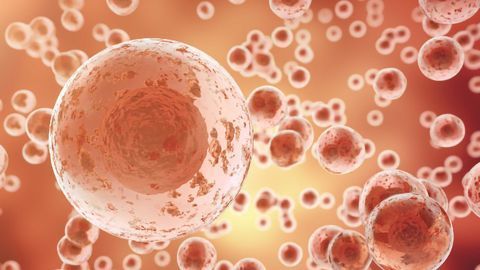 First Supercentenarian-derived Stem Cells Created
