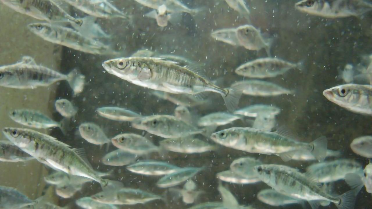 Organisms Will Eventually Reach Their Limits To Respond to Climate Change, Scientists Suggest