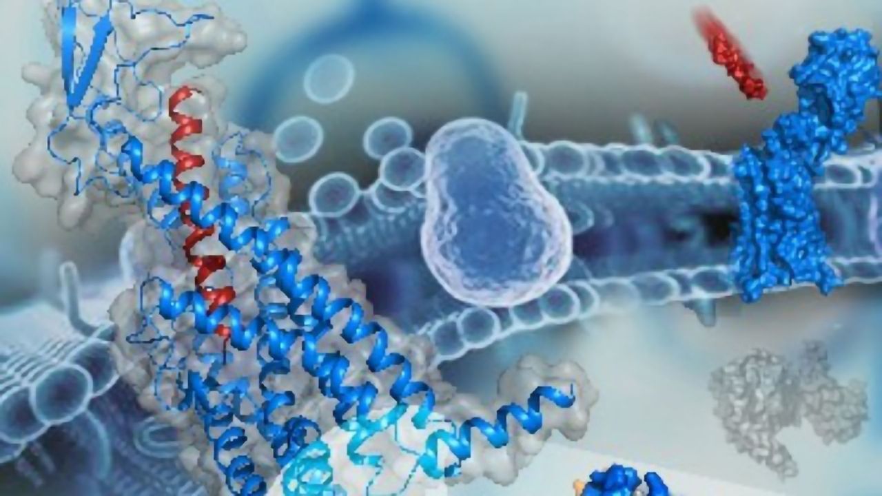 Specificity Mechanism Revealed When Glucagon Receptor Structures Solved