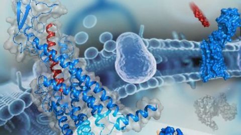 Specificity Mechanism Revealed When Glucagon Receptor Structures Solved