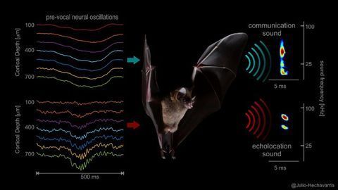 New Insights to How the Brain Controls the Voice of Bats