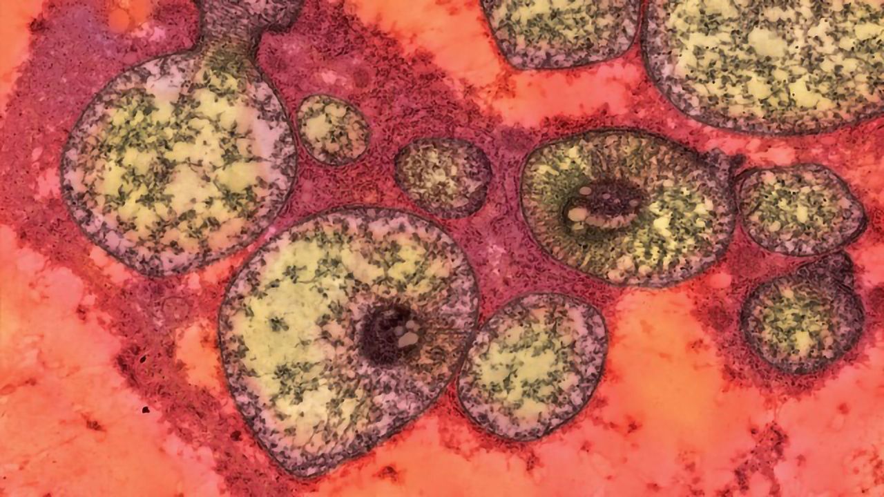 Mutant Mouse Mitochondria
