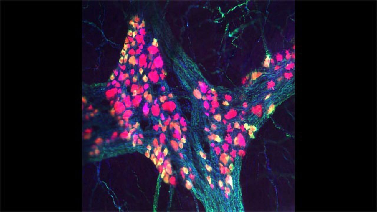 Enteric Nervous System