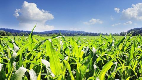 Satellite System Preserves Water Resources for Crops