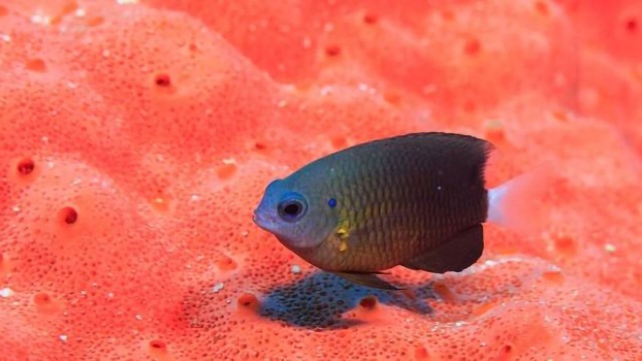 Ocean Studies Helped by Simple Framework