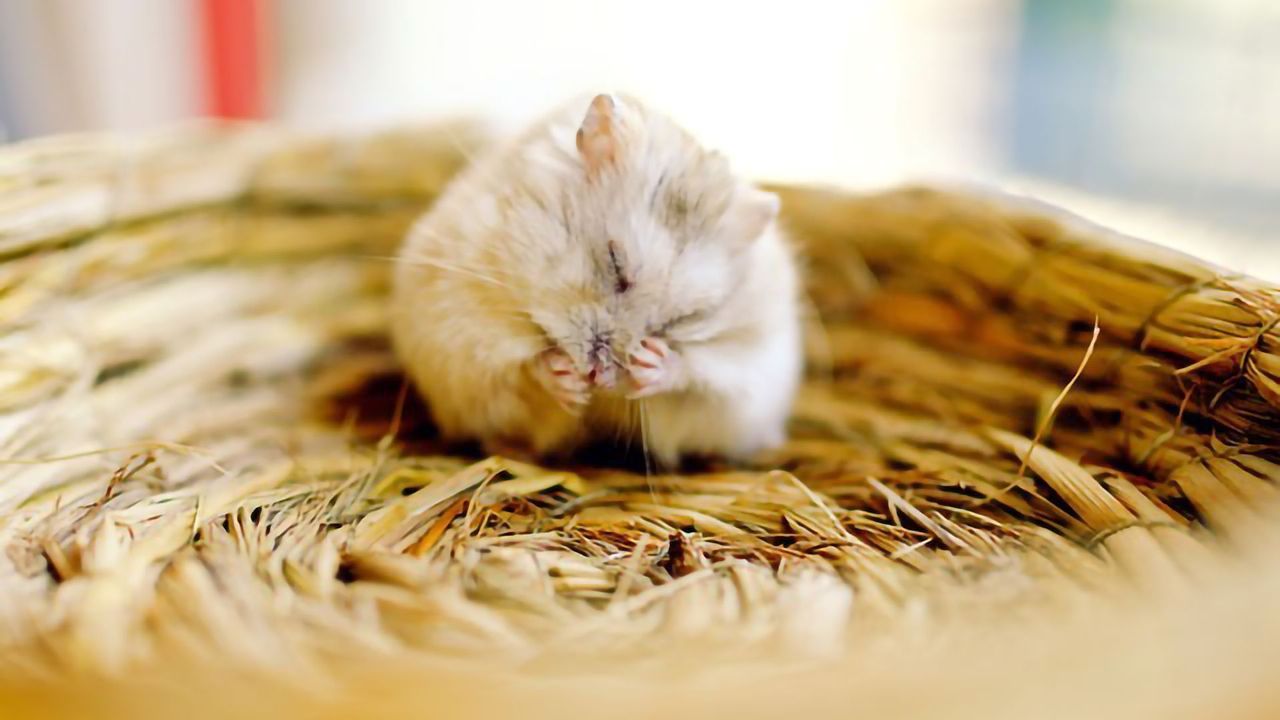 Researchers Identify the Neurons Controlling Non-REM Sleep