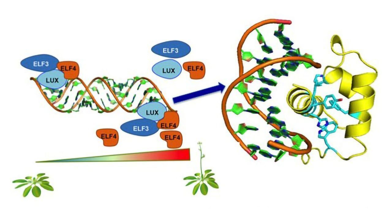 "Thermometer" Protein Regulates Blooming