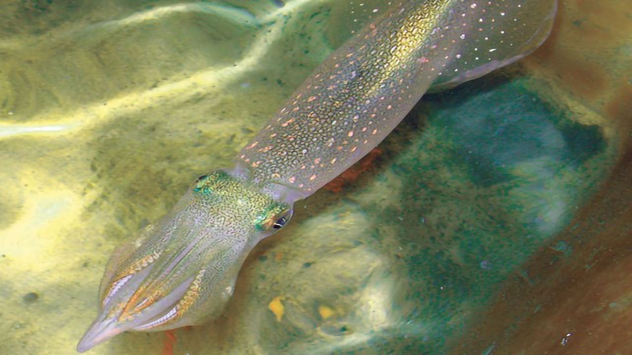 Skilful Squid Can Edit Their Own Genetic Instructions