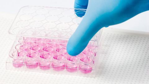 Old Human Cells Rejuvenated With Stem Cell Technology