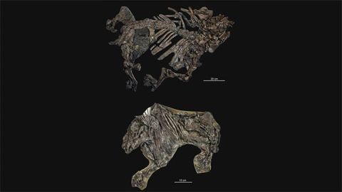 Exceptional Fossils Give Window Into Mammalian Evolution